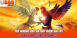 Top Những Vảy Gà Quý Hiếm Bất Kỳ Sư Kê Nào Cũng Muốn Có